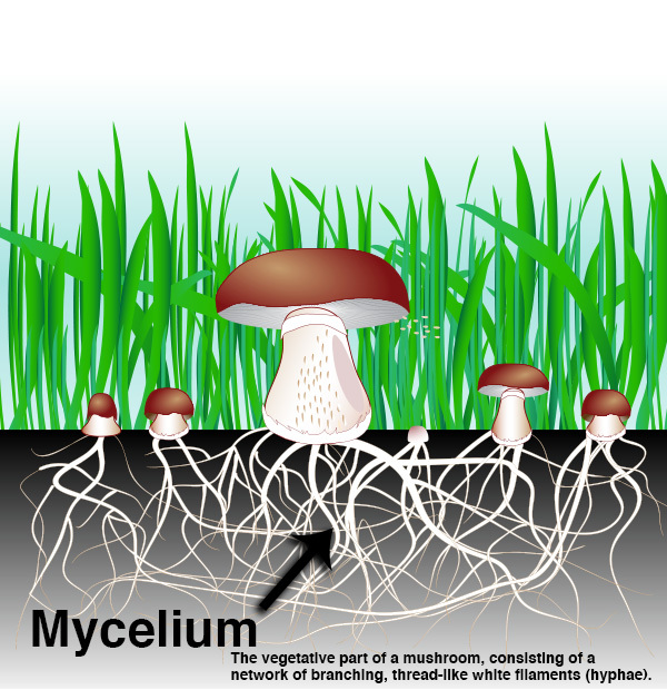 Hỗ trợ sức khỏe chung với Nature's Lab Mushroom 7 1500 mg 180 Capsules