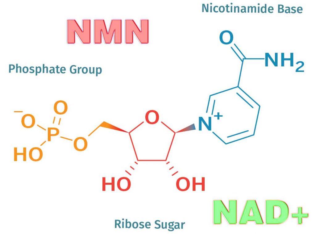 NMN nguyên chất có thể làm chậm quá trình lão hóa tế bào